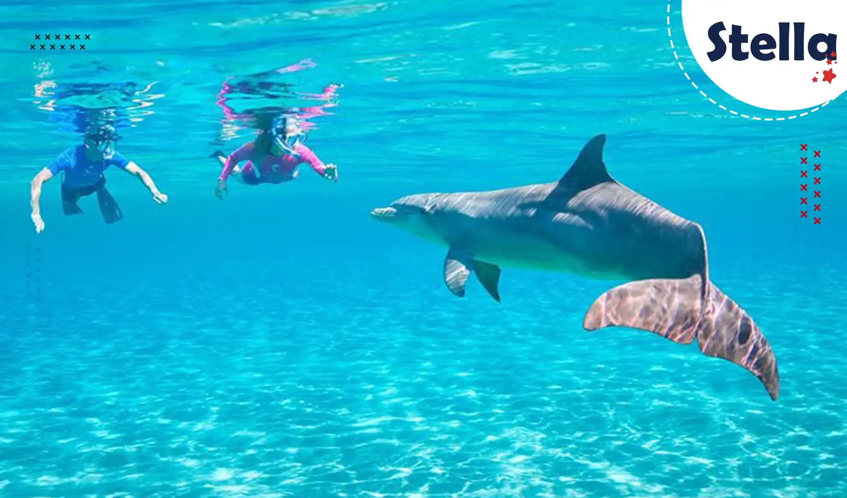 Nagez avec les dauphins à l’état sauvage à la Maison des Dauphins – une expérience inoubliable à faire à Hurghada.